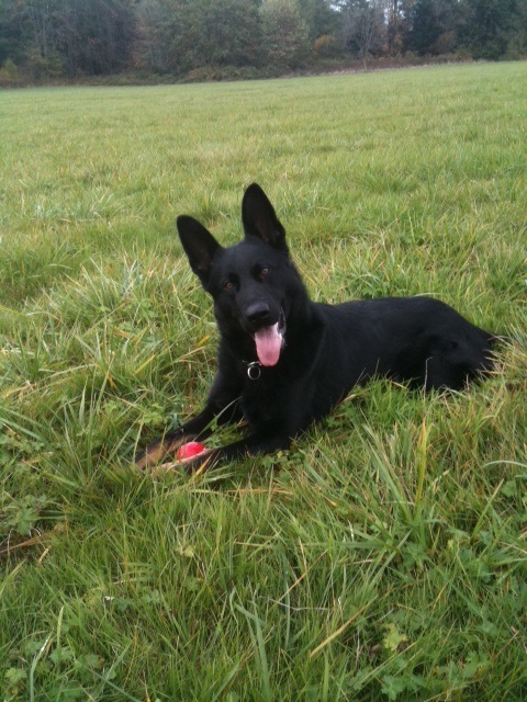 Boomer makes collar after woman found unconscious in Nanaimo alley