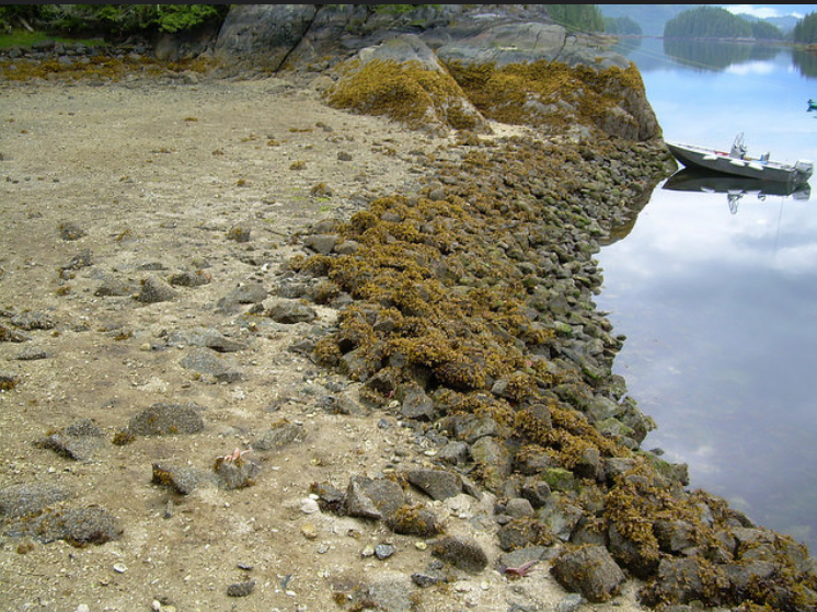 Latest research shows ancient clam gardens common, and well designed