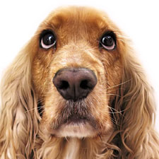 Dogs left on sinking boat in Porpoise Bay doing well