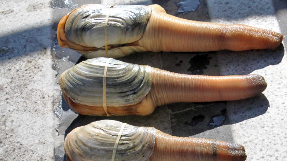 UHA happy about Hong Kong's decision to lift geoduck import ban My