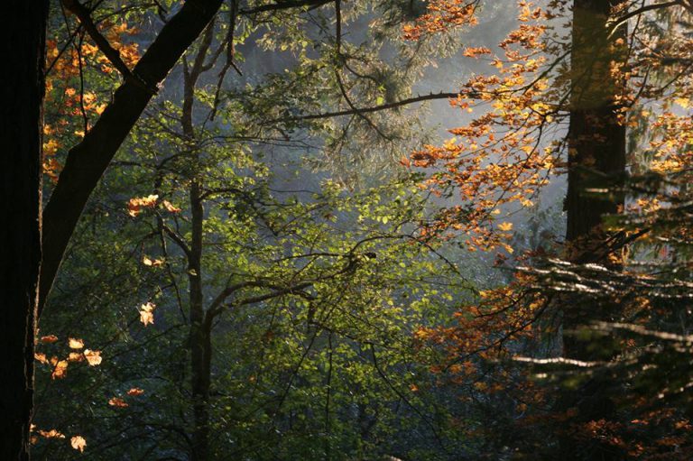 Protectors of Wildwood waiting on word on purchase offer from Land Conservancy