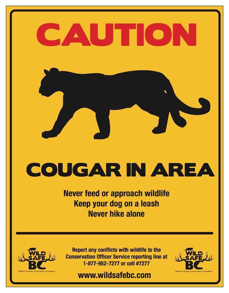 Cougar appears to have moved on