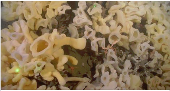 Georgia Strait’s glass sponges get protection