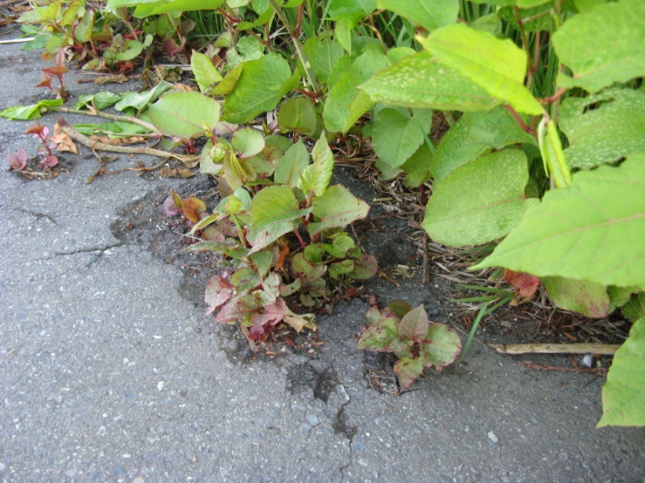Profession help available for knotweed plagued mid-Island homeowners