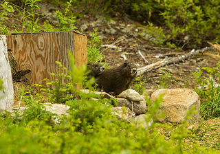 Province, forest companies, offering more marmot money