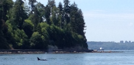 See a whale?  There’s an app for that!