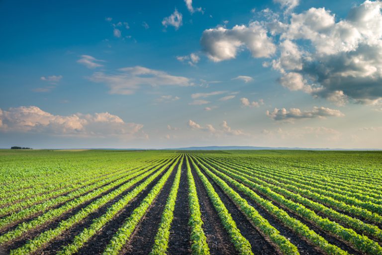 Sunshine Coast food growers hoping for right to water if Stage 4 restrictions imposed
