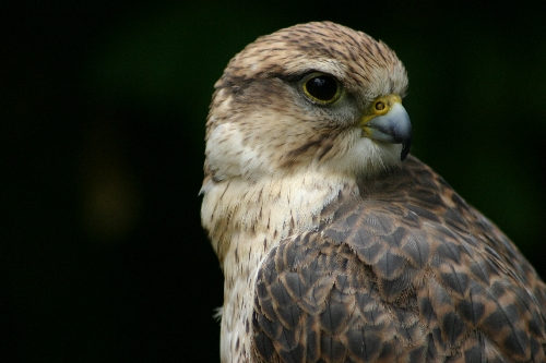 Pacific Northwest Raptors hired by RDN to do bird control at regional landfill