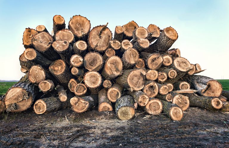 Sechelt speaks out about logging in Sandy Hook