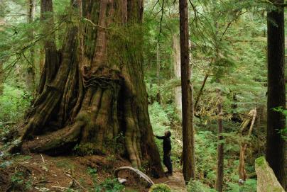 Wilderness Committee continues to fight to protect old growth forest in Walbran Valley