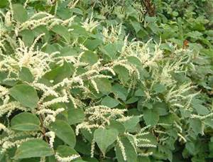 Giant Hogweed and Knotweed big targets for the Coastal Invasive Species Committee
