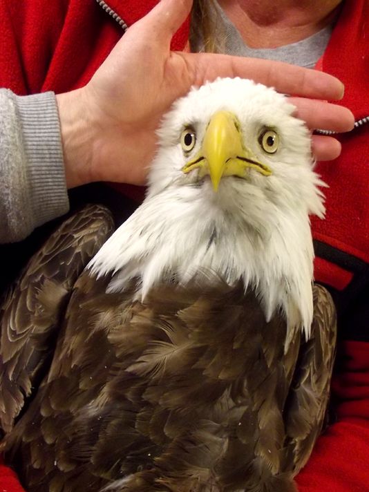 Rash of injured and dead bald eagles
