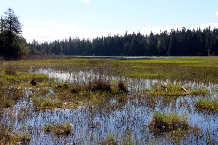 Organization seeks purchaser for marsh
