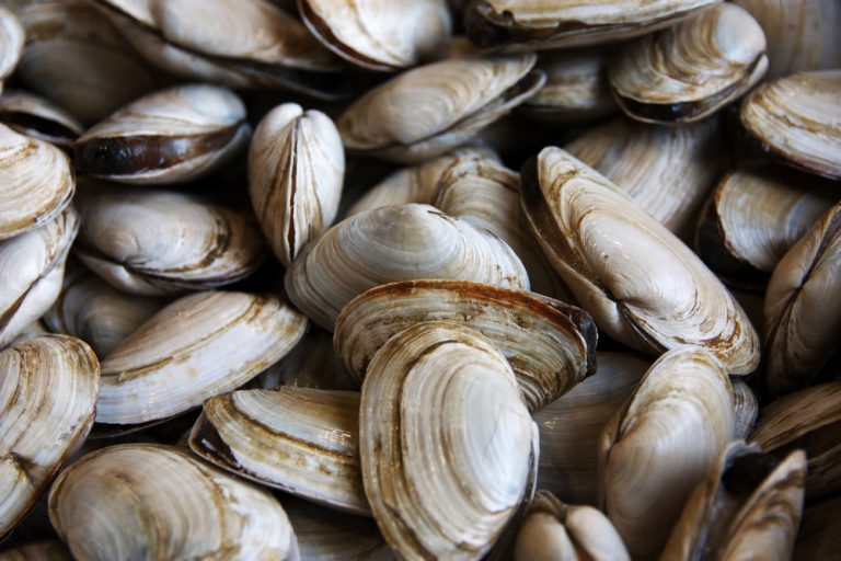 Large swath of Strait closed to shellfish harvesting