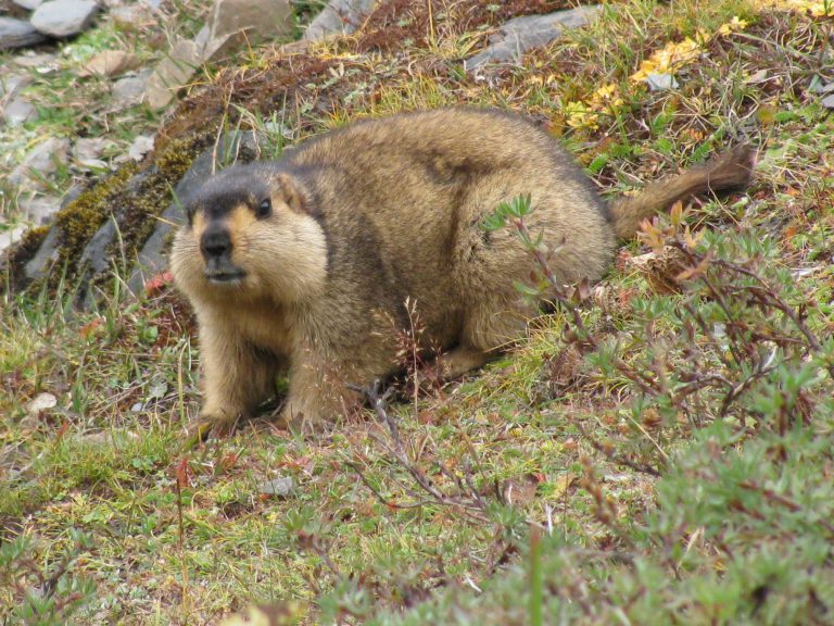 More marmots set to be released
