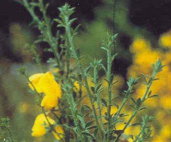 Time to attack invasive plants