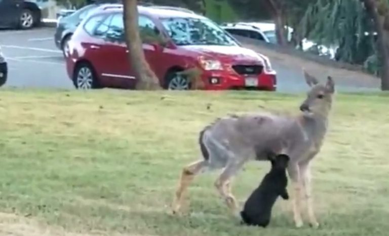 Deer and rabbit on Vancouver Island have “Bambi and Thumper” moment