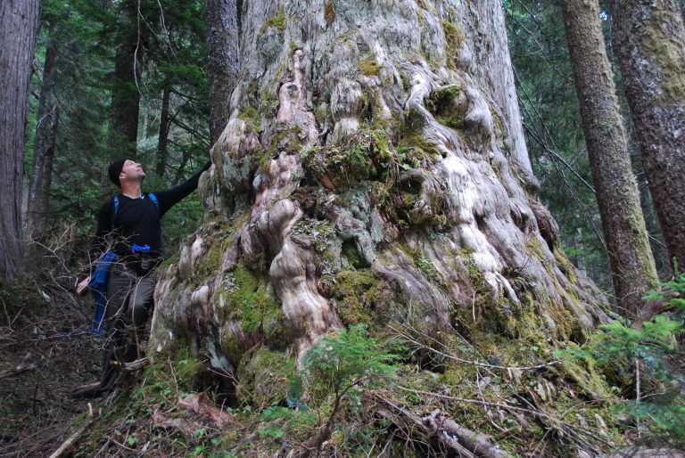 Tree in local cut block thought to be 1,036 years old