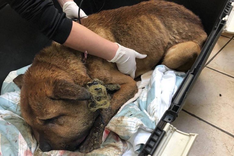 Trial for abused dog begins in the Cowichan Valley