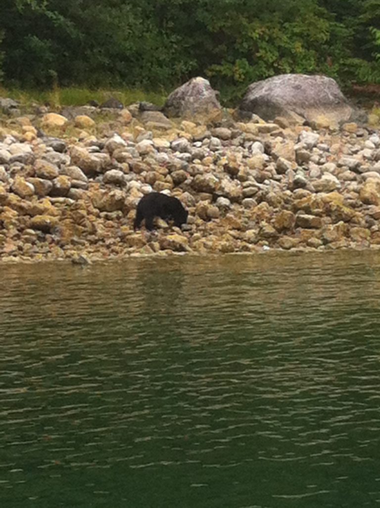 Bear with a trio of cubs in tow struck on the Sunshine Coast Highway