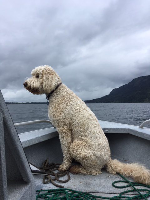 BC SPCA Adoption Day Coming Soon