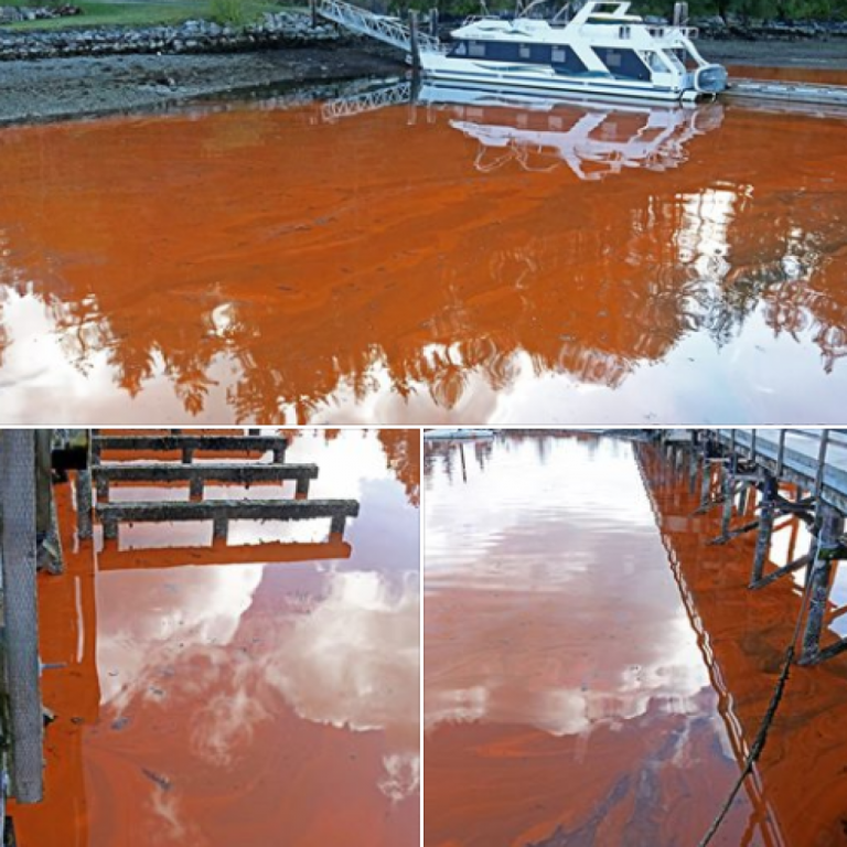 That’s not Red Tide in Porpoise Bay