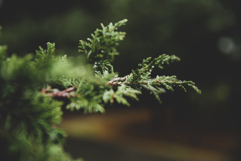 Popular tree voucher program back