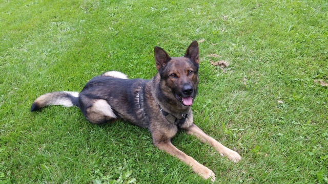 Sunshine Coast RCMP get some help from “Duke”