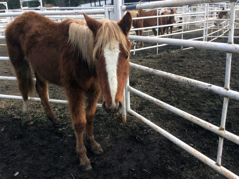 BC SPCA Seizes More than 40 Horses