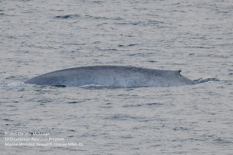Rare Blue Whale Discovery off Haida Gwaii