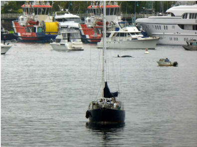 Orcas Crash Dragon Boat Festival