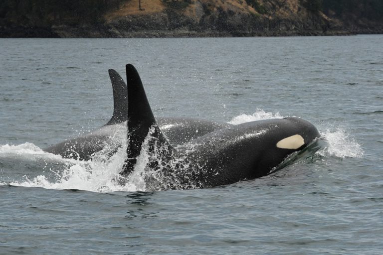 Two Orcas Remain Missing