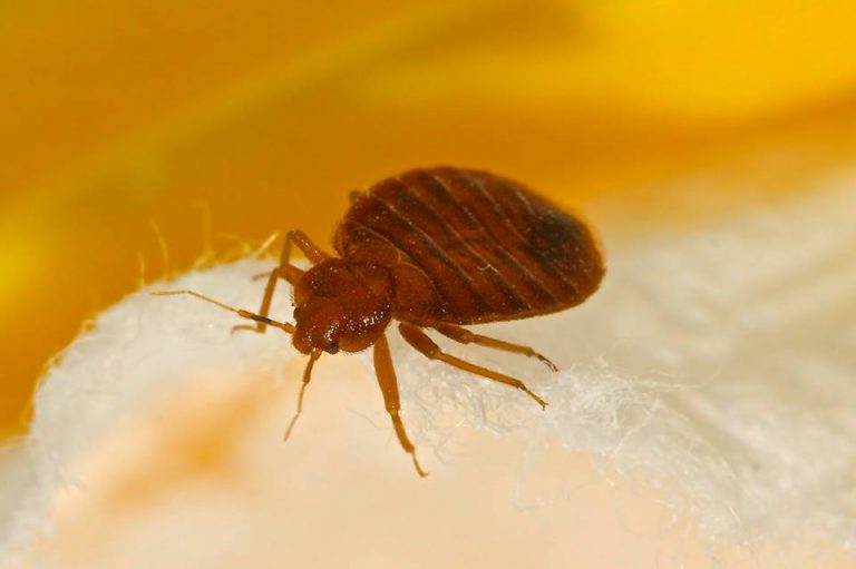 Bed Bug Cases Continue in BC, Canada