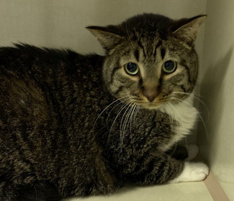BC SPCA Busy Dealing with Homeless Cats, Kittens