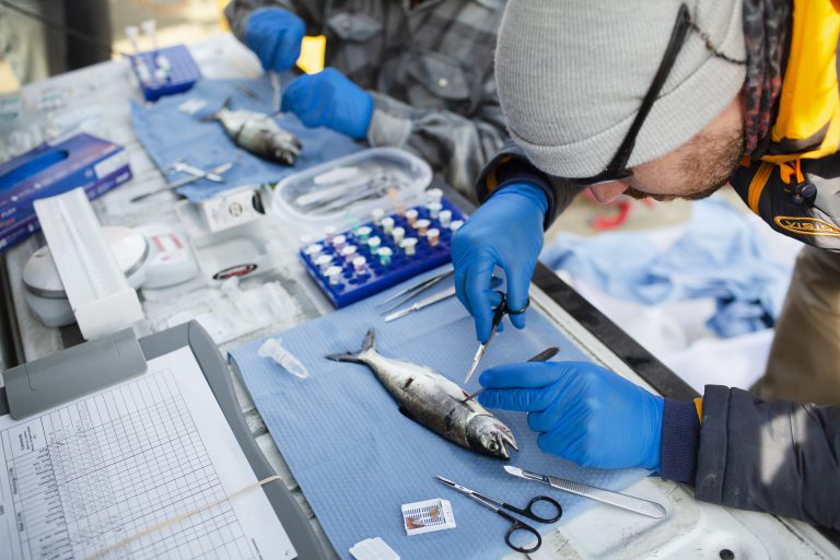 Researchers Test Salmon for Viruses