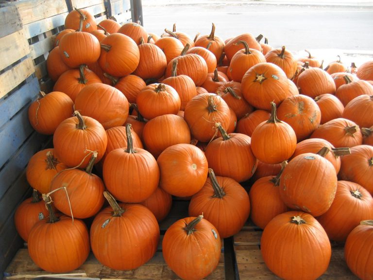 Halloween pumpkins to catapult for charity