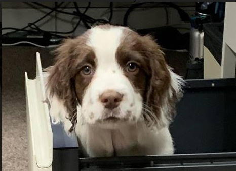 Meet Finn, the New C. difficile Scent Detection Recruit at VCH