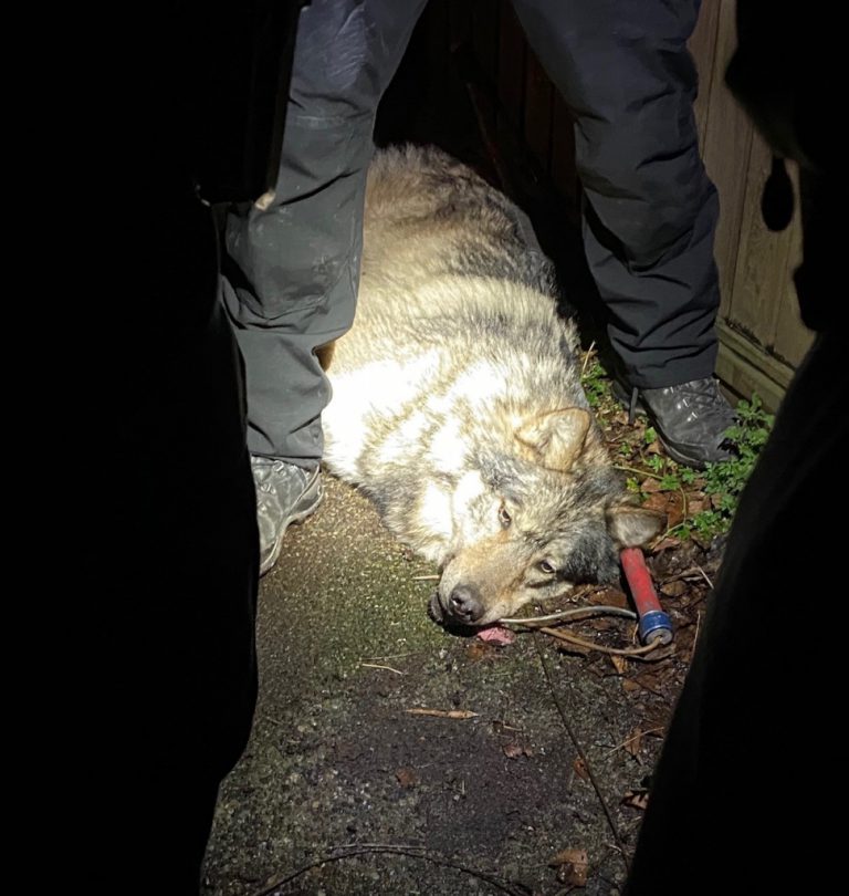 Wolf Captured in Victoria’s James Bay Neighbourhood