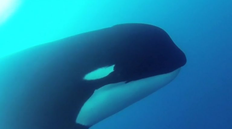 Have Scientists Discovered a New Killer Whale Species?