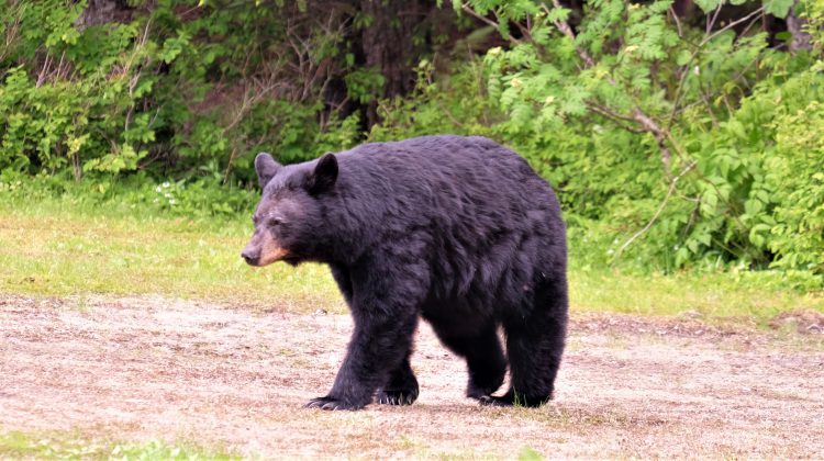 RCMP Say Bear Spray Is For Bears Not People