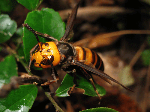 BC and Washington State on the Lookout for Asian Giant Hornets