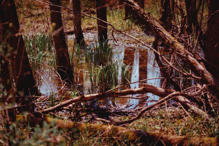 Funding Announced for West Sechelt Wetland Restoration