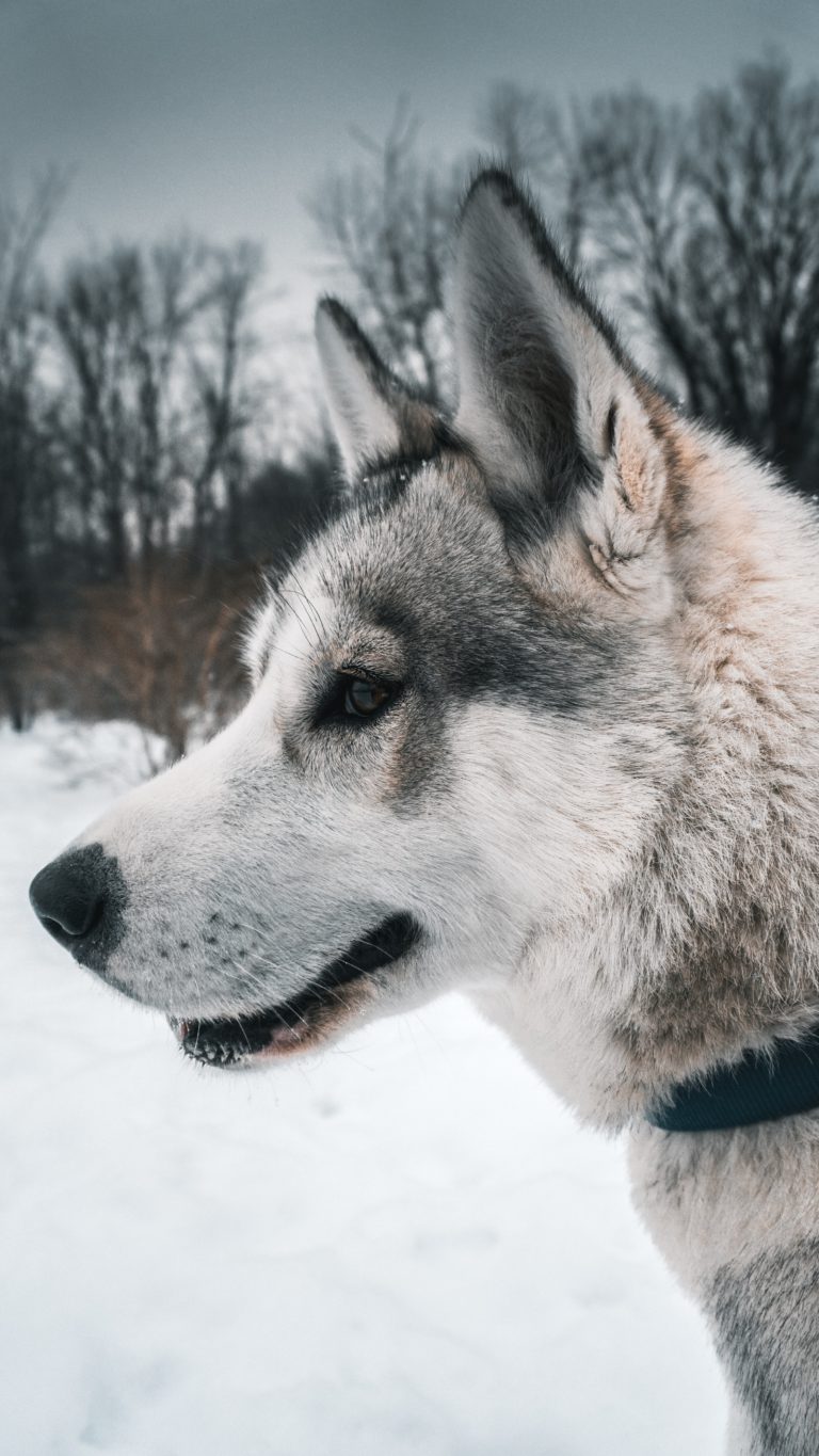 Husky Shot Dead after being Mistaken for a Coyote