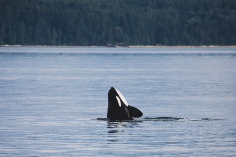 Project Aimed at Helping Protect Iconic Orcas