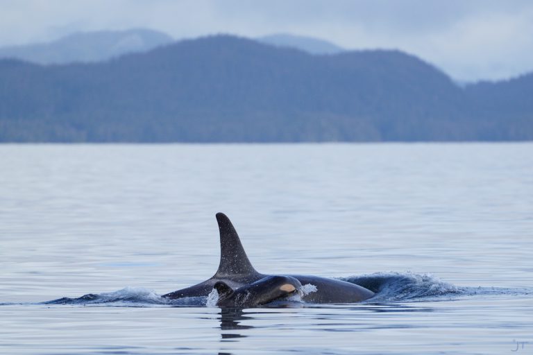 Nanaimo’s World Oceans Day celebrations go virtual