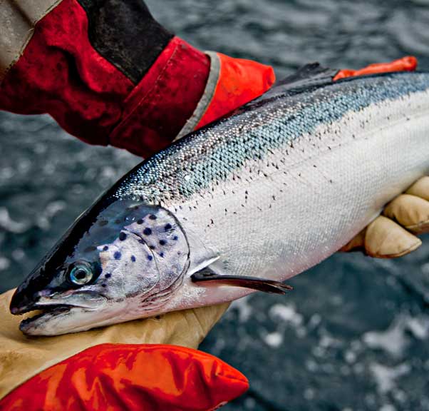 Three projects on salmon receives support from province