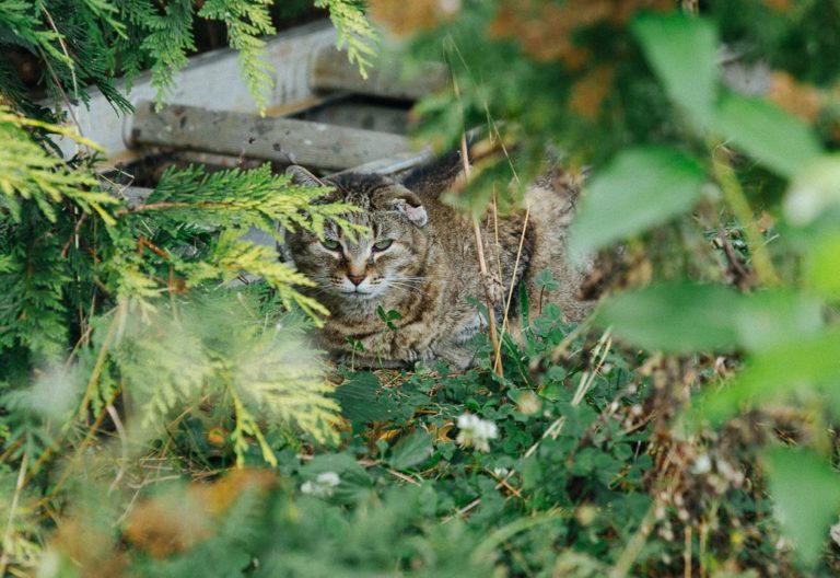 BC SPCA funding helps Vancouver Island groups address cat overpopulation