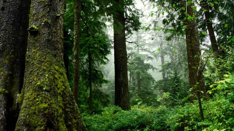 B.C. looks to defer logging in old growth forests and consult with First Nations