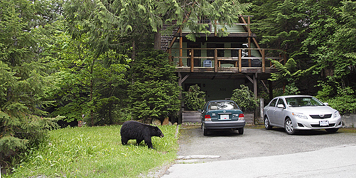 Nanaimo residents reminded to help the bears, only put carts out on garbage day