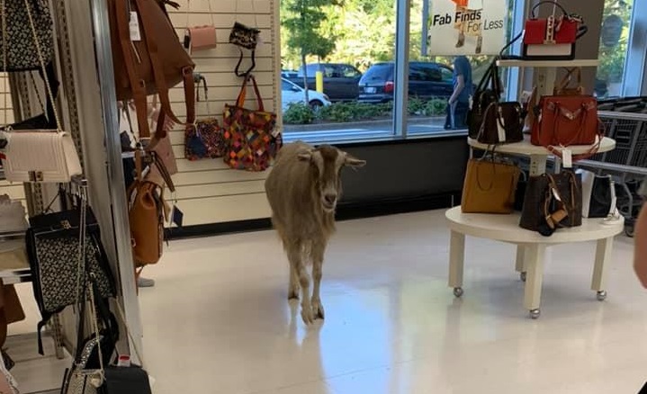 ‘Billy The Goat’ goes on a shopping spree in Courtenay